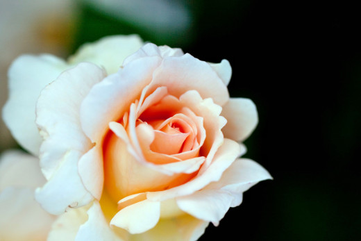 755533 (a): :2500x1666